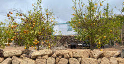 ¡Oportunidad Única! Finca Rústica en Venta en Arona, Tenerife