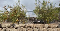 ¡Oportunidad Única! Finca Rústica en Venta en Arona, Tenerife