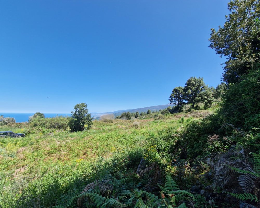 Icod de los Vinos 2260817210537