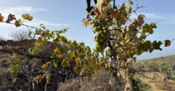 Finca Rústica con Potencial Inversion – San José, Arico, Tenerife