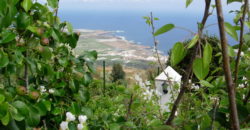 Finca Rústica con Parcela Urbana y Licencia Turística en Los Silos, Tenerife