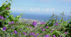 Finca Rústica con Parcela Urbana y Licencia Turística en Los Silos, Tenerife
