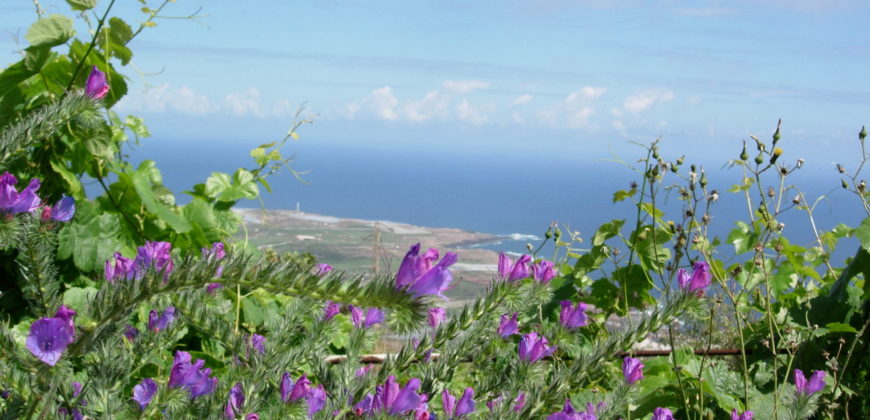 Finca Rústica con Parcela Urbana y Licencia Turística en Los Silos, Tenerife