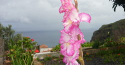 Finca Rústica con Parcela Urbana y Licencia Turística en Los Silos, Tenerife
