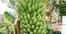 Finca Rústica con Parcela Urbana y Licencia Turística en Los Silos, Tenerife