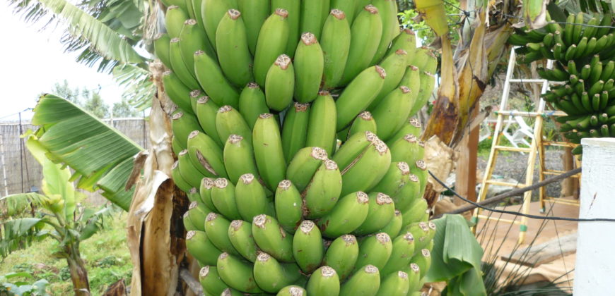 Finca Rústica con Parcela Urbana y Licencia Turística en Los Silos, Tenerife
