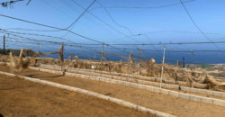 Parcela con invernadero y gran potencial – Tejina, Guía de Isora