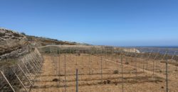 FINCA en venta en Fasnia – Era Nueva