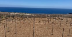 FINCA en venta en Fasnia – Era Nueva