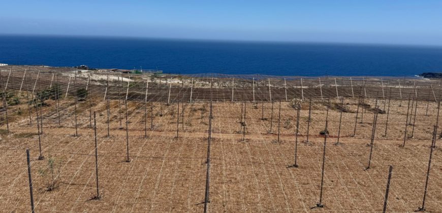 FINCA en venta en Fasnia – Era Nueva