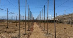 FINCA en venta en Fasnia – Era Nueva