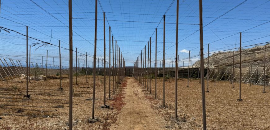 FINCA en venta en Fasnia – Era Nueva