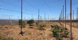 FINCA en venta en Fasnia – Era Nueva