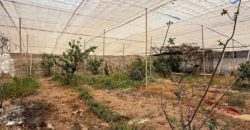 FINCA en venta en Fasnia – Era Nueva