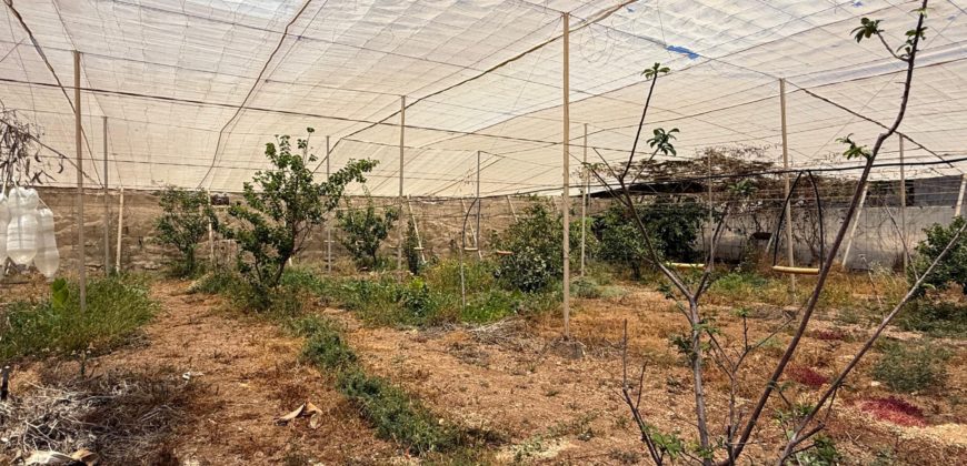 FINCA en venta en Fasnia – Era Nueva