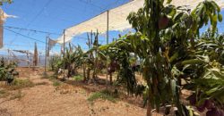 FINCA en venta en Fasnia – Era Nueva