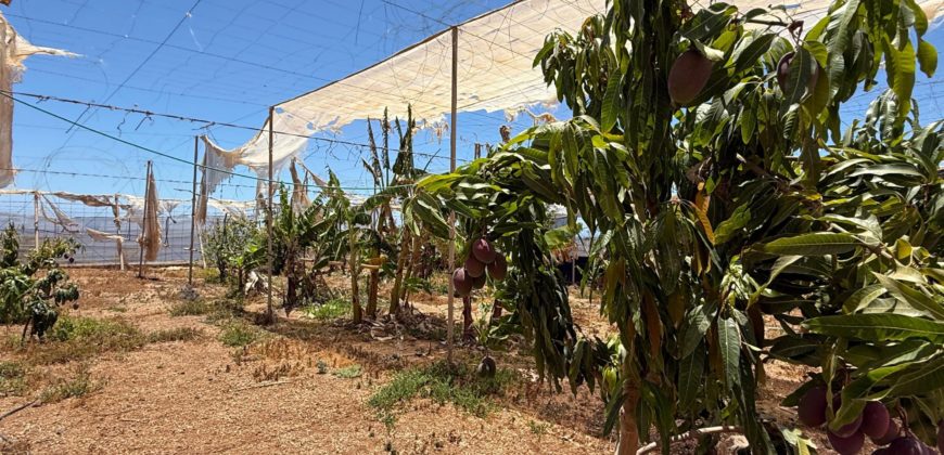 FINCA en venta en Fasnia – Era Nueva