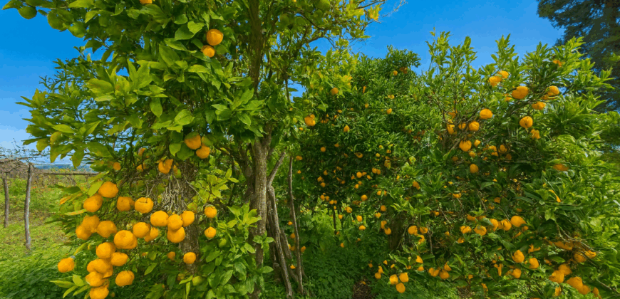 Urokliwa finca w La Florida – działka 1966 m² z budynkiem 32 m²