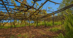 Urokliwa finca w La Florida – działka 1966 m² z budynkiem 32 m²