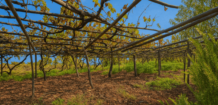 Urokliwa finca w La Florida – działka 1966 m² z budynkiem 32 m²