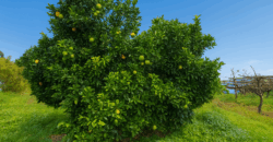 Urokliwa finca w La Florida – działka 1966 m² z budynkiem 32 m²