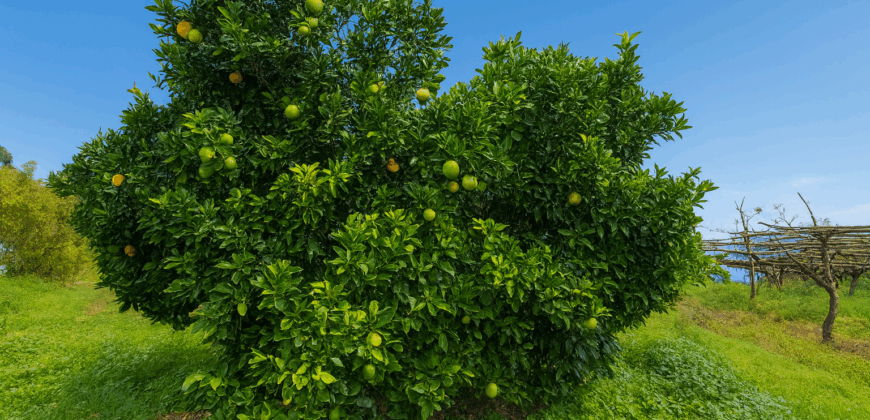 Urokliwa finca w La Florida – działka 1966 m² z budynkiem 32 m²