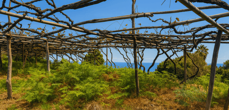 Urokliwa finca w La Florida – działka 1966 m² z budynkiem 32 m²