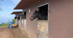 Finca rústica con vistas al océano- LA VEGA- Norte de Tenerife